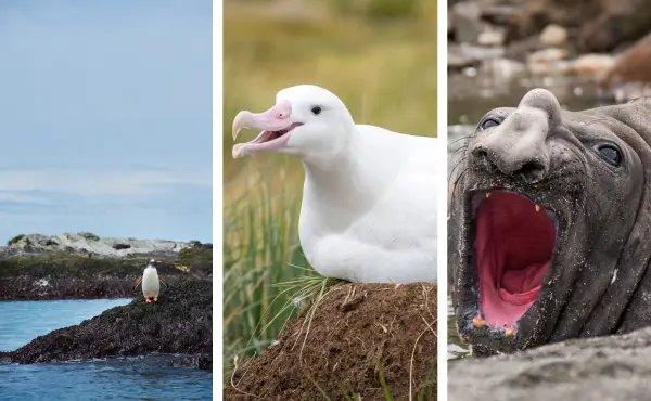 This image shows all the animals that live on South Georgia Island