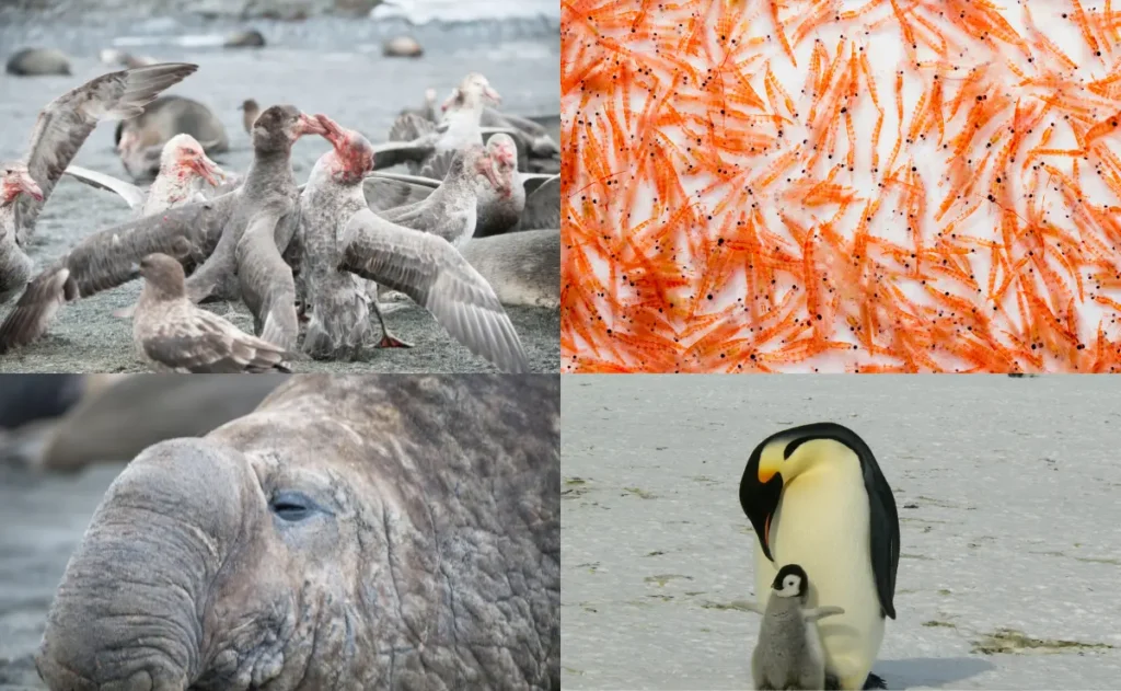 Natural Life of Antarctic Peninsula