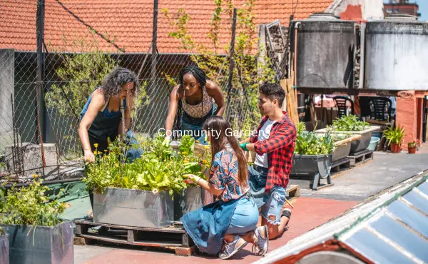 An image of a community garden